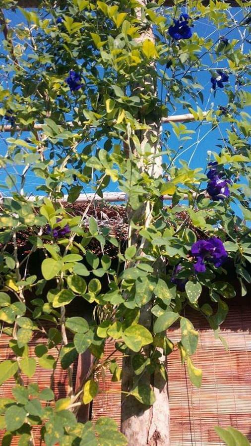 Bach Cuc Homestay Long Hai Exteriör bild